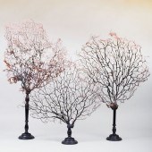 THREE SEA FANS ON EBONIZED TUR