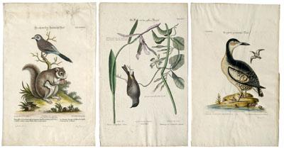 Three Seligmann edition Catesby