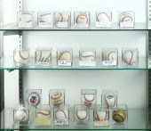 THREE SHELVES OF CASED AND SIG