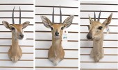 THREE SMALL VARIETY AFRICAN AN
