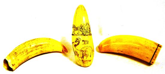 Three small whale's teeth  probably