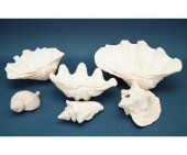 Three South Pacific clam sheel