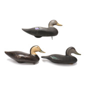 THREE UPPER BACK BAY BLACK DUC
