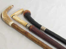 Three walking sticks one rustic