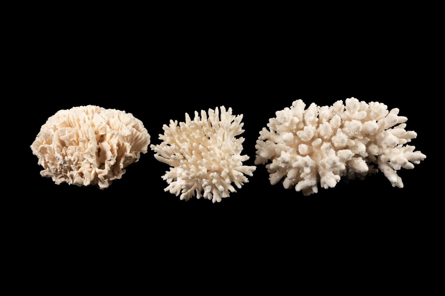 THREE WHITE CORAL SPECIMENS, INCLD.