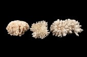 THREE WHITE CORAL SPECIMENS, I