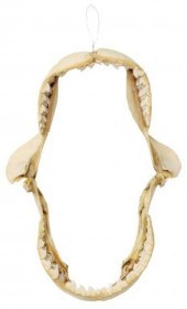 TIGER SHARK'S JAW, FORTUNE ISL