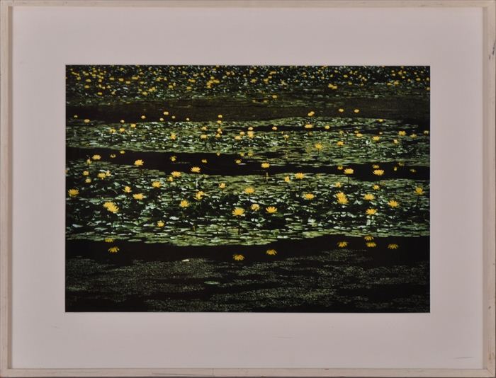TOM BLAGDEN: LILY BLOSSOMS