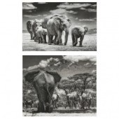 TOM BOSSARD (SC), ELEPHANTS /