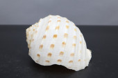 TONNA LISCHKEANA SEASHELL, 4X2