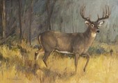 TONY HERMAN WHITE-TAILED DEER