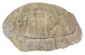 TORTOISE FOSSIL GENUS STYLEMIS