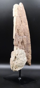 TRICERATOPS HORRIDUS ORBITAL H