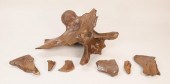 TRICERATOPS VERTEBRA OCCIPITAL