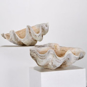 TRIDACNA GIGAS, NATURAL GIANT