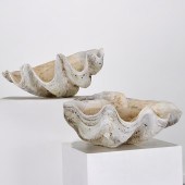 TRIDACNA GIGAS, NATURAL GIANT