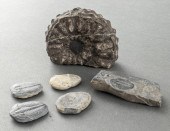 TRILOBITE AND AMMONITE FOSSILS