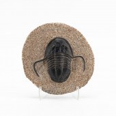 TRILOBITE FOSSIL ON STAND, DEV