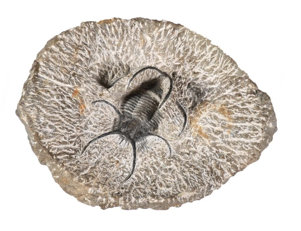 TRILOBITE FOSSILDramatic Moroccan