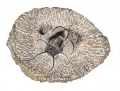 TRILOBITE FOSSILDramatic Moroc