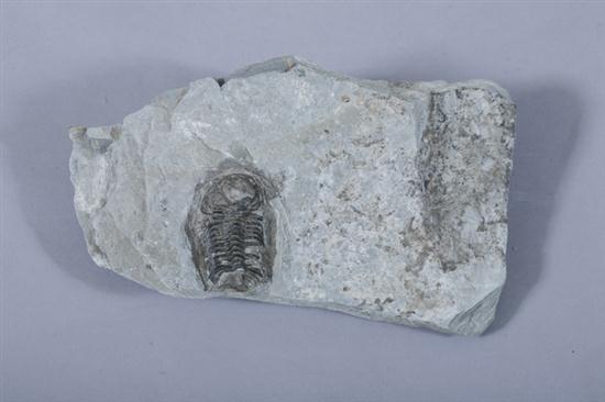 TRILOBITE New York State. Nicely
