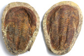 TRILOBITE POSITIVE/NEGATIVE FO