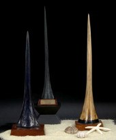 Trio of Specimen Sailfish Bill