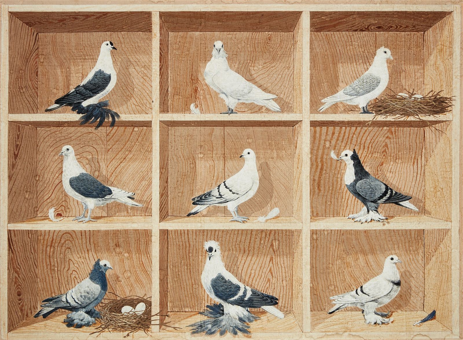 TROMPE LOEIL OF PIGEON BREEDS,