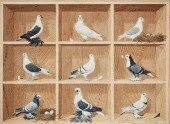 TROMPE LOEIL OF PIGEON BREEDS,