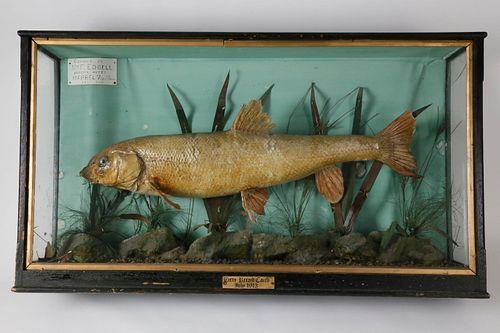 TROPHY FISH DIORAMA "CAUGHT BY