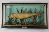 TROPHY FISH DIORAMA "CAUGHT BY