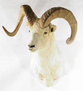 TROPHY GAME HEAD MOUNT northwe
