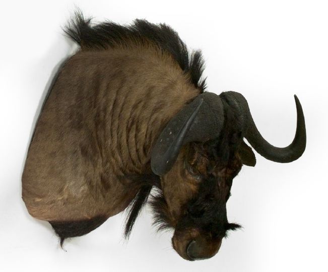Trophy Head Mount of an African