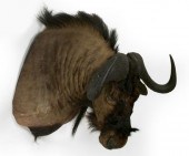 Trophy Head Mount of an Africa