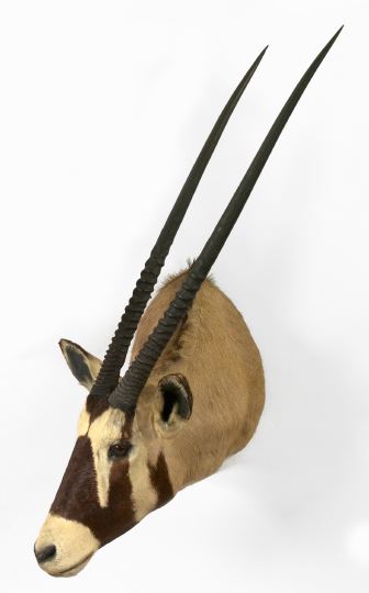 Trophy Head Mount of an African