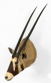 Trophy Head Mount of an Africa