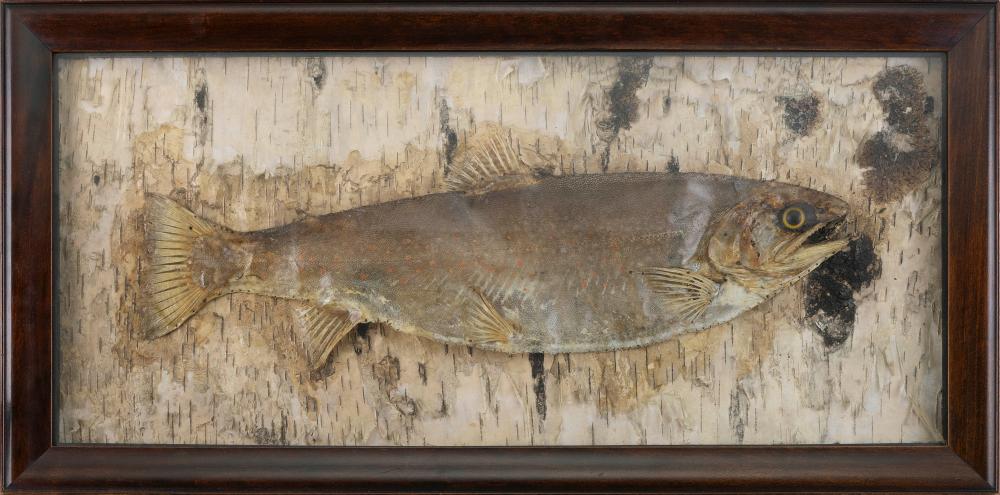 TROUT DIORAMA LATE 19TH/EARLY