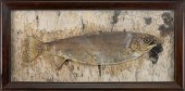 TROUT DIORAMA LATE 19TH/EARLY