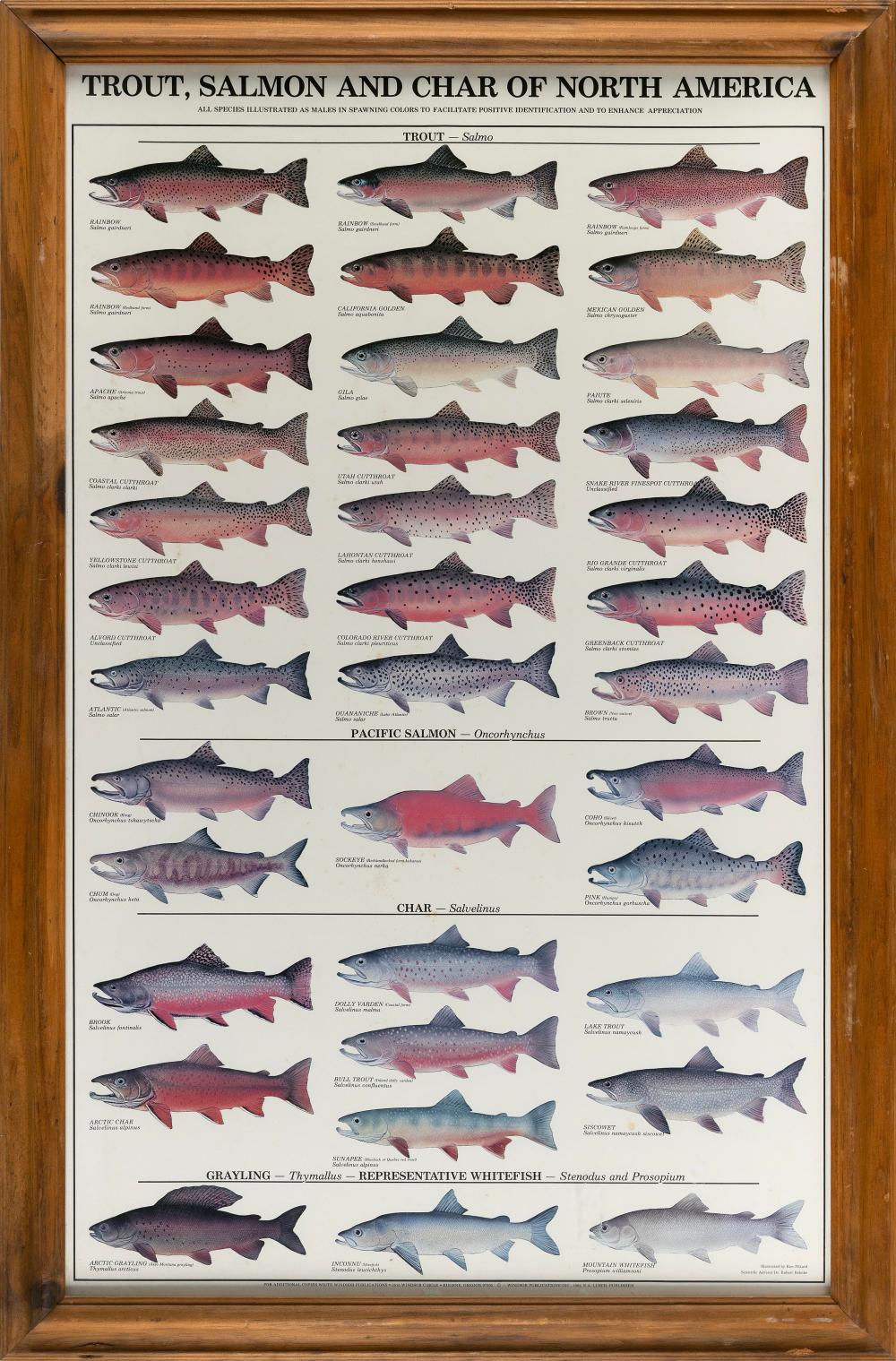 "TROUT, SALMON AND CHAR OF NORTH