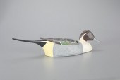 TUCKED-HEAD PINTAILHarold "Pap