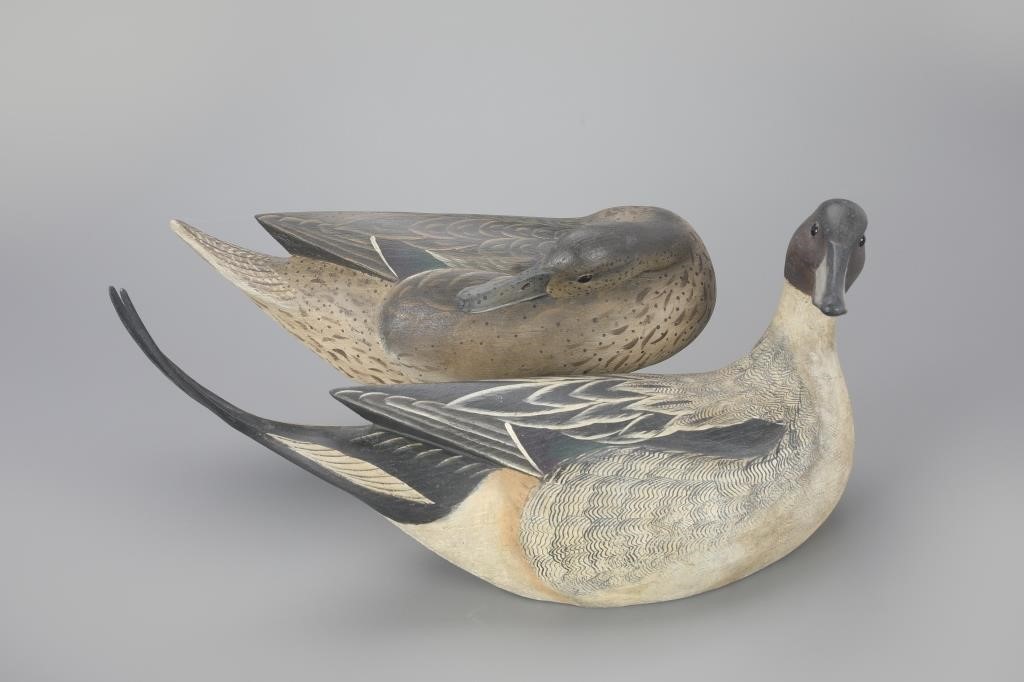 TURNED-HEAD PINTAIL PAIRReggie