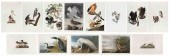 TWELVE AUDUBON SOCIETY/ABBEVIL