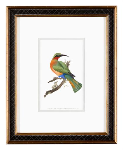 Twelve hand colored engravings of