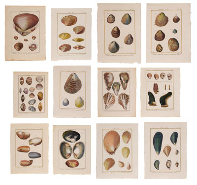 Twelve Shell Engravings French,