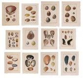 Twelve Shell Engravings French