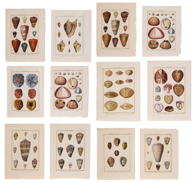 Twelve Shell Engravings French,