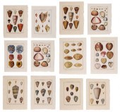 Twelve Shell Engravings French