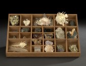 Twenty-Three Mineral and Seash