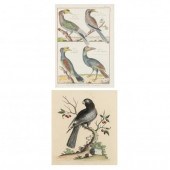 TWO 18TH-CENTURY ORNITHOLOGICA