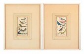 TWO 18THC. ORNITHOLOGICAL PRIN
